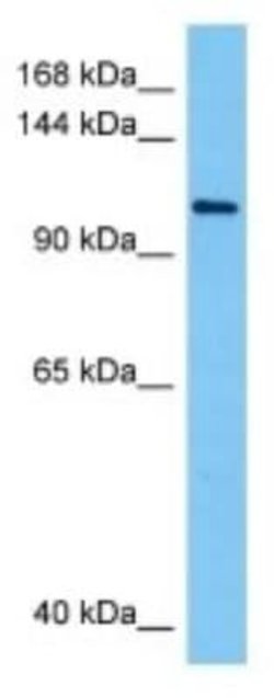 Sodium Potassium ATPase Alpha 2 Rabbit anti-Human, Polyclonal, Novus Biologicals:Antibodies:Primary